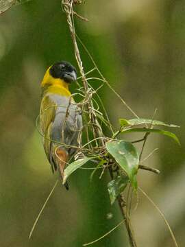 Image of Nelicourvi Weaver