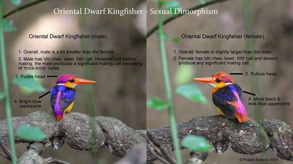 Image of Black-backed Kingfisher