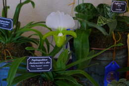 Image de Paphiopedilum charlesworthii (Rolfe) Pfitzer