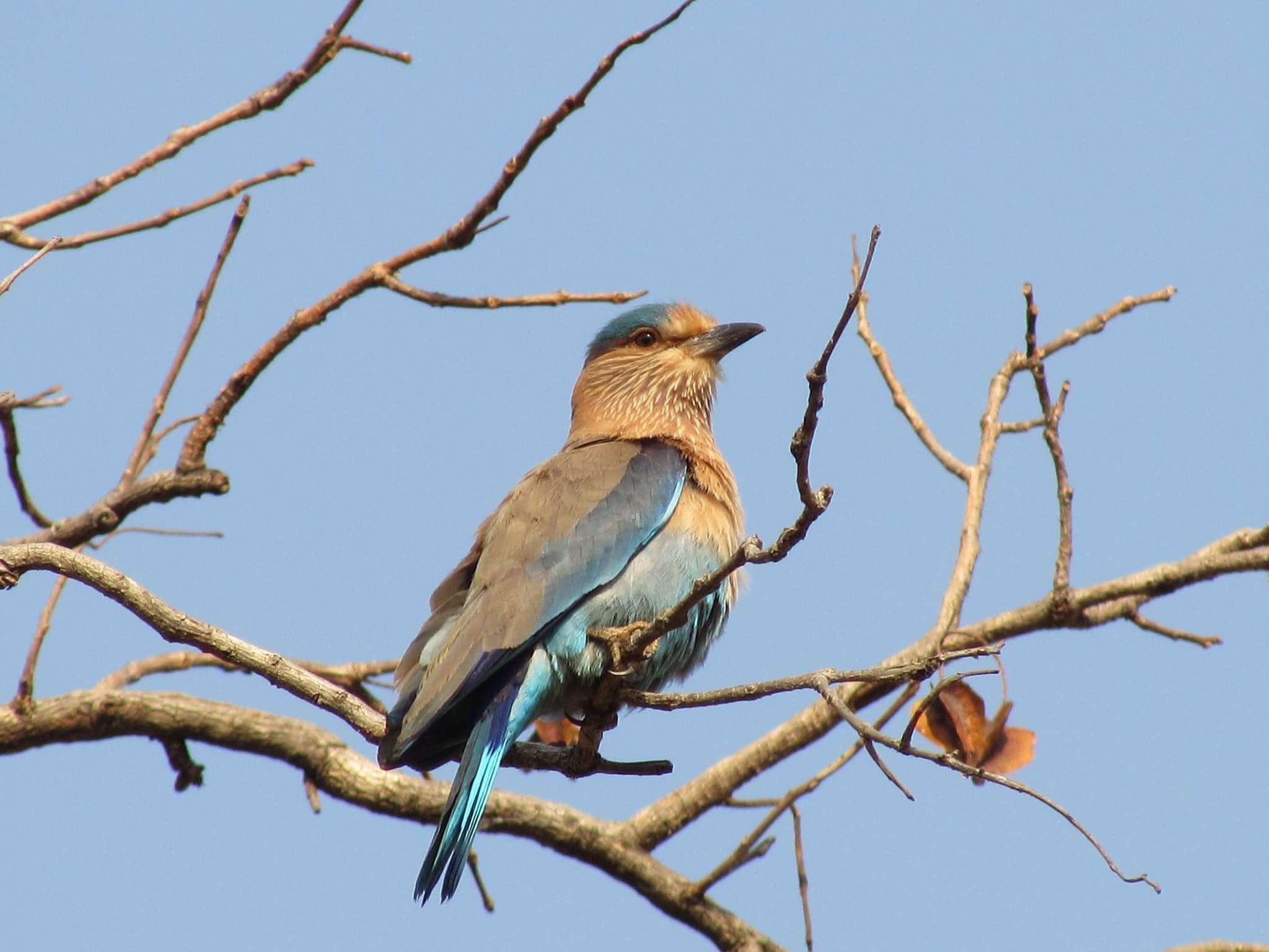 Imagem de Coracias benghalensis (Linnaeus 1758)