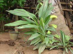 Image of Curcuma caesia Roxb.