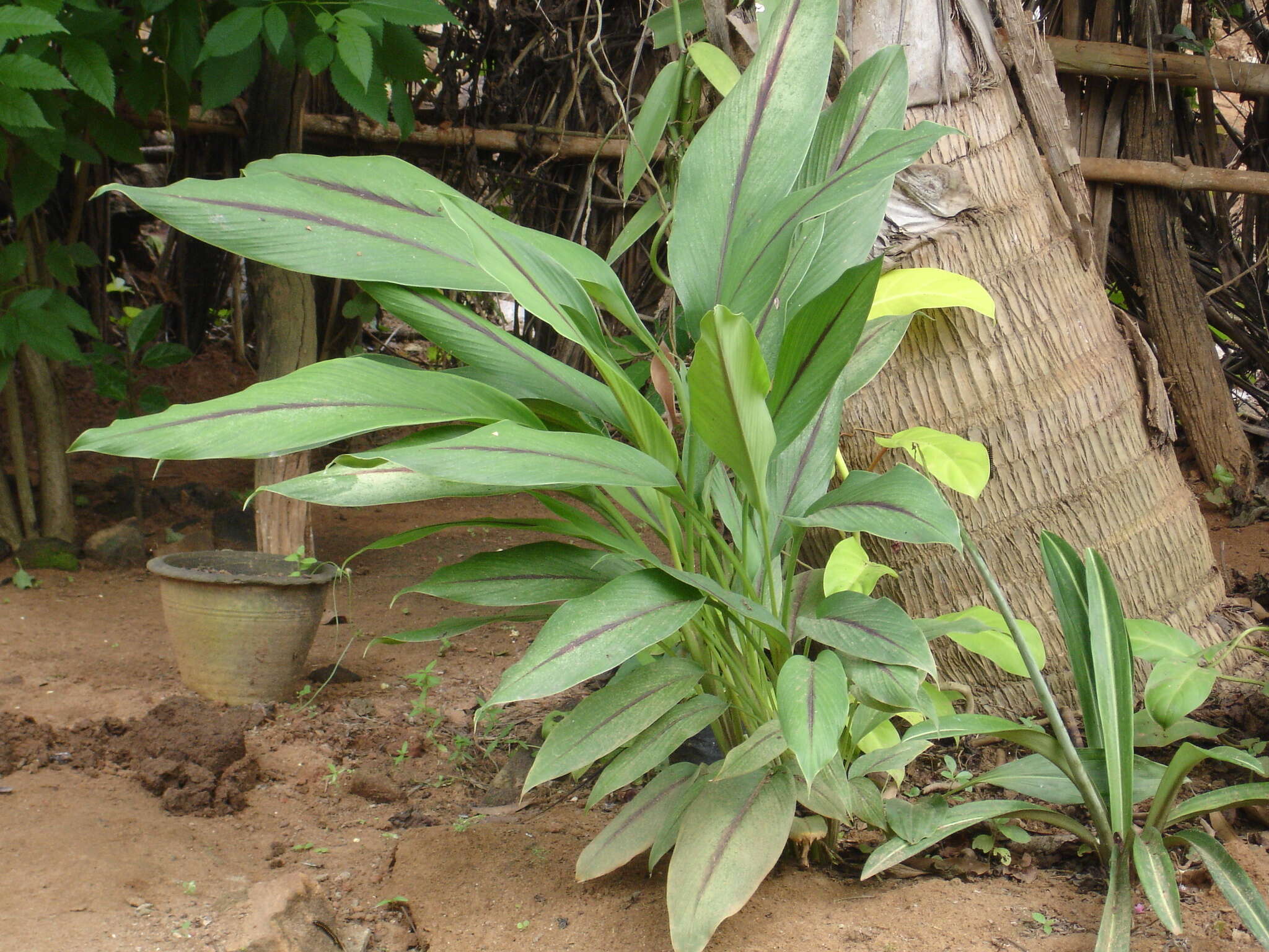 Imagem de Curcuma caesia Roxb.