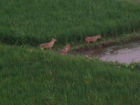 Image of golden jackal