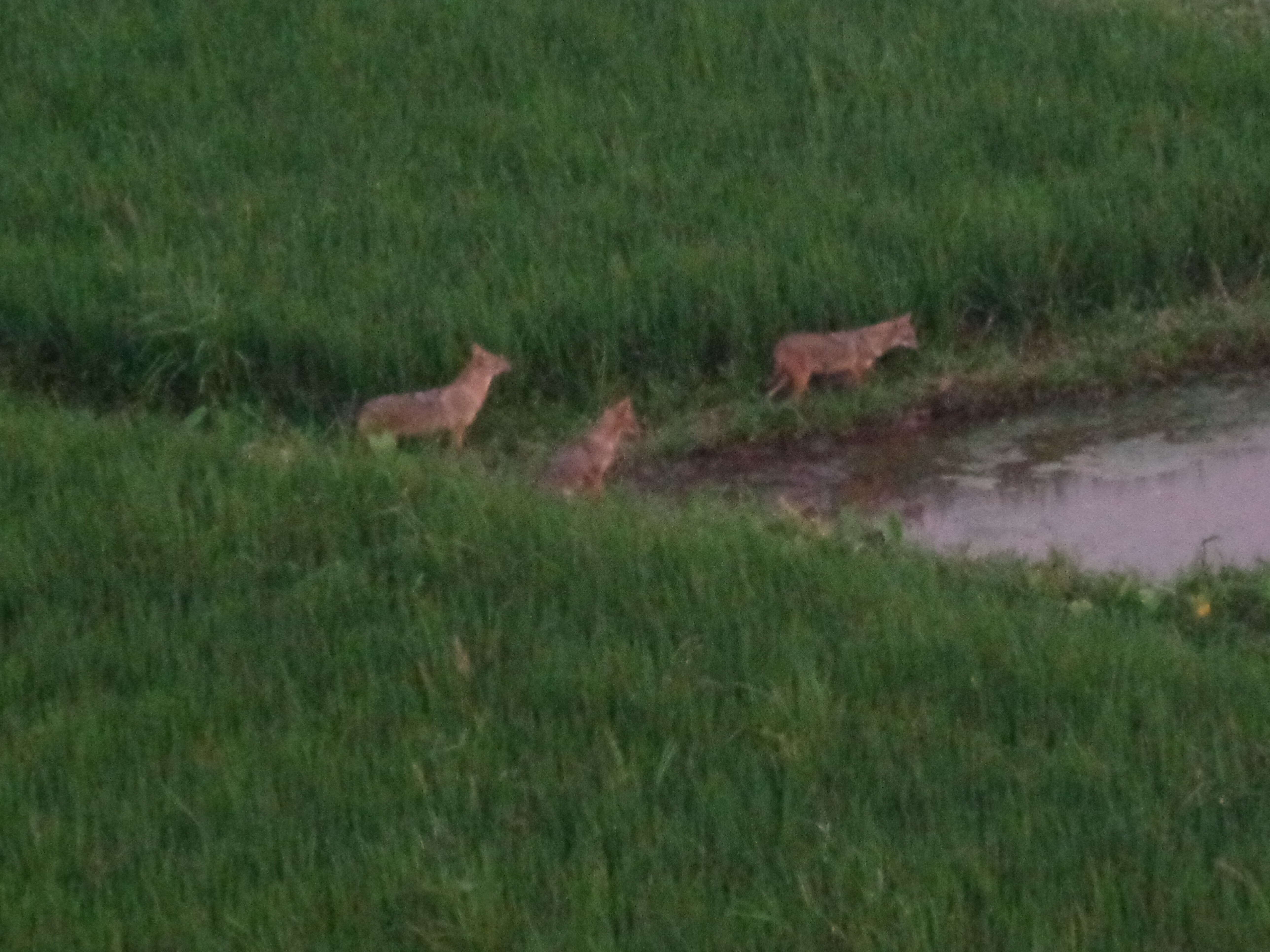 Image of golden jackal