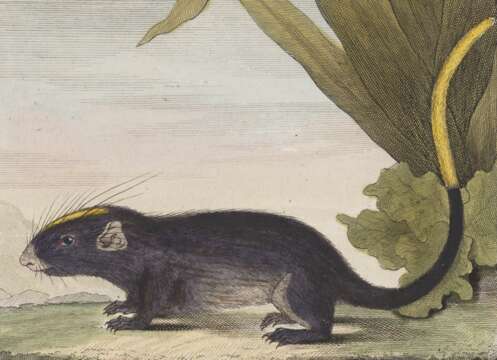 Image of spiny tree-rat