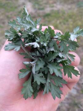 Image of Japanese mugwort