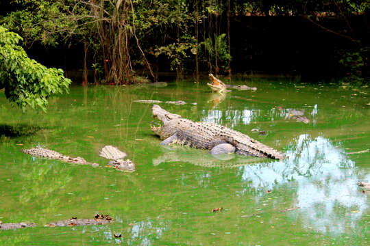 Image of Estuarine Crocodile