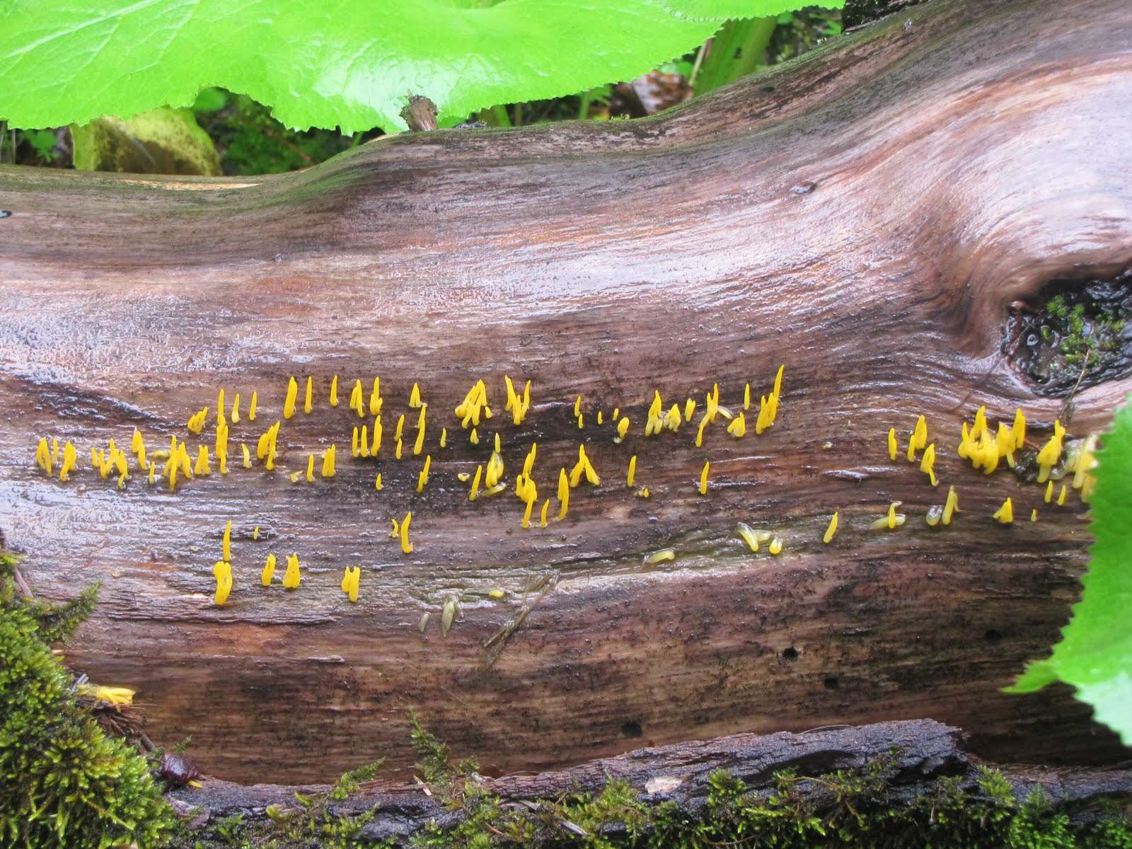 Image de Calocera