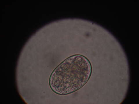 Image of Ancylostoma caninum