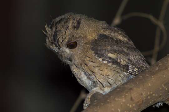 Image of Indian Scops Owl