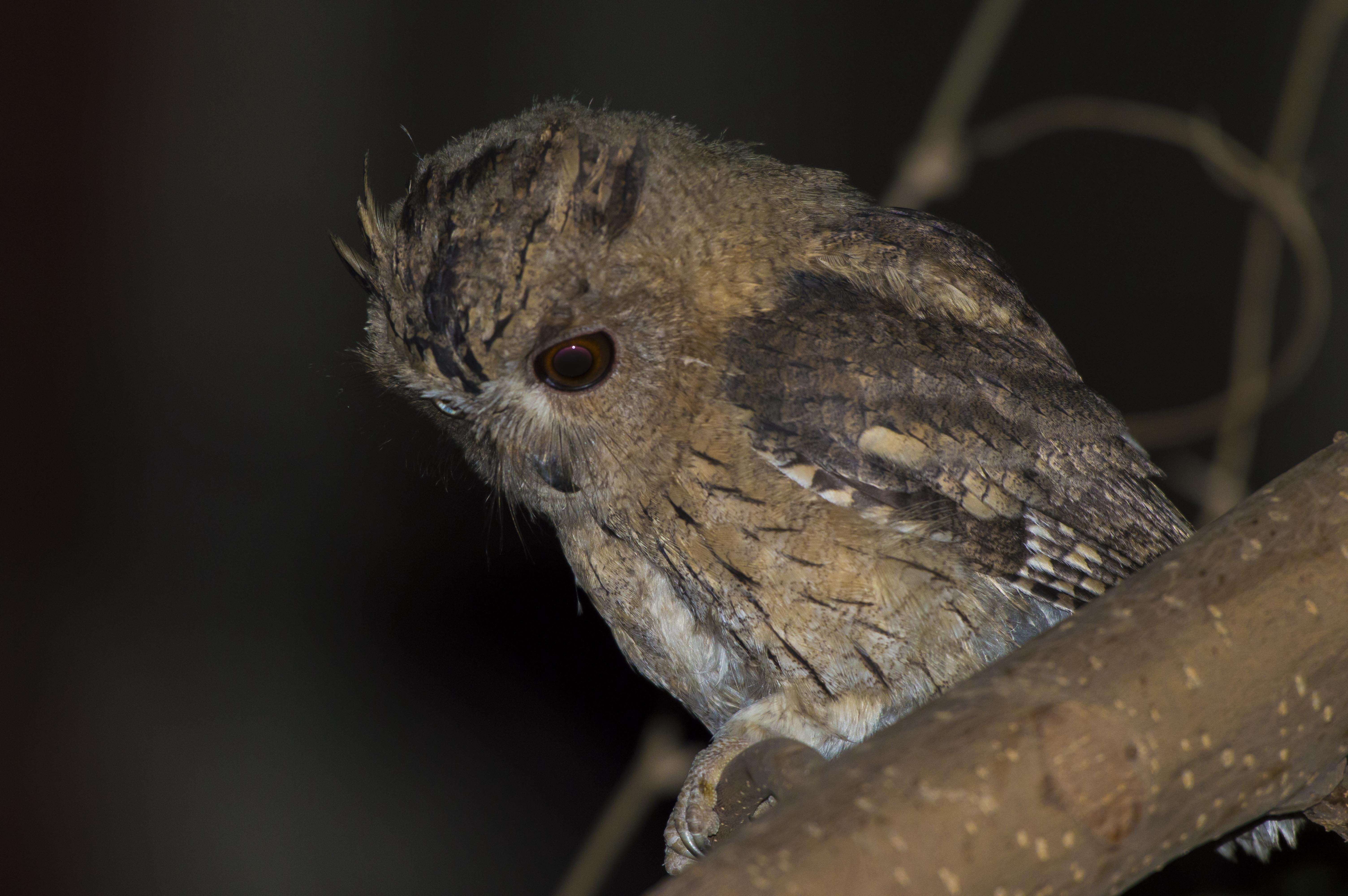 Image of Indian Scops Owl