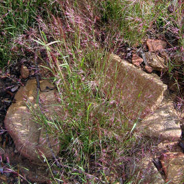 Plancia ëd Muhlenbergia microsperma (DC.) Kunth