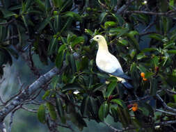 Image of Silver-tipped Imperial Pigeon