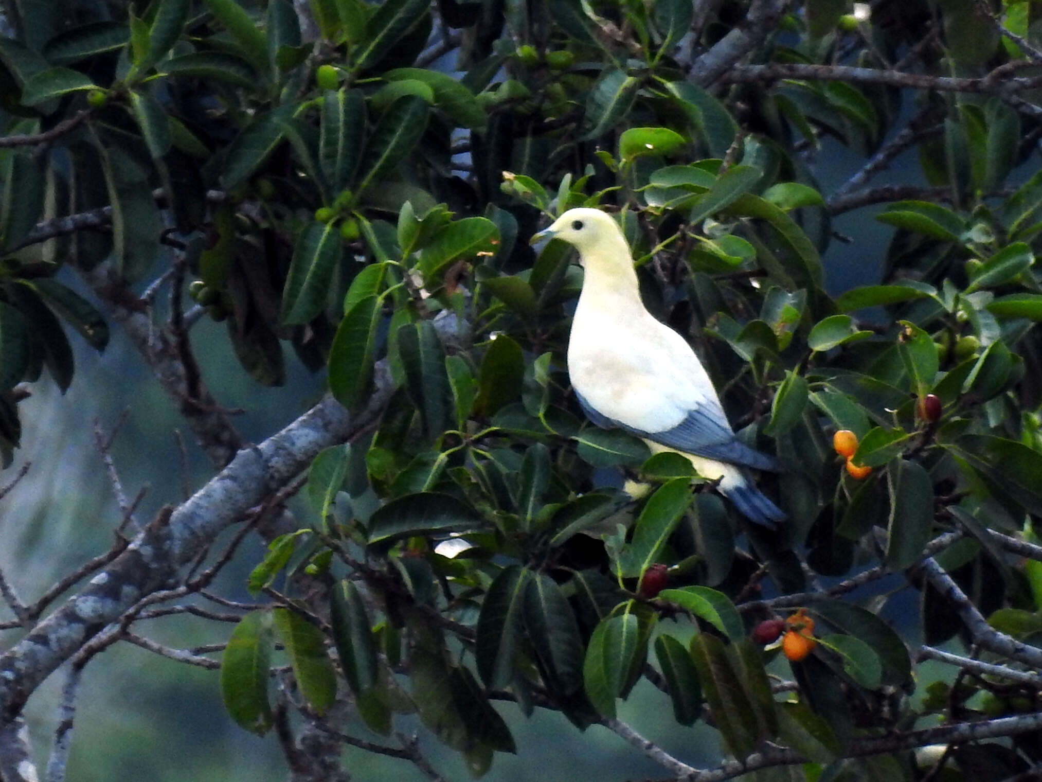 Image of Silver-tipped Imperial Pigeon