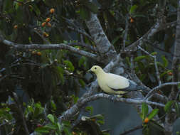 Image of Silver-tipped Imperial Pigeon