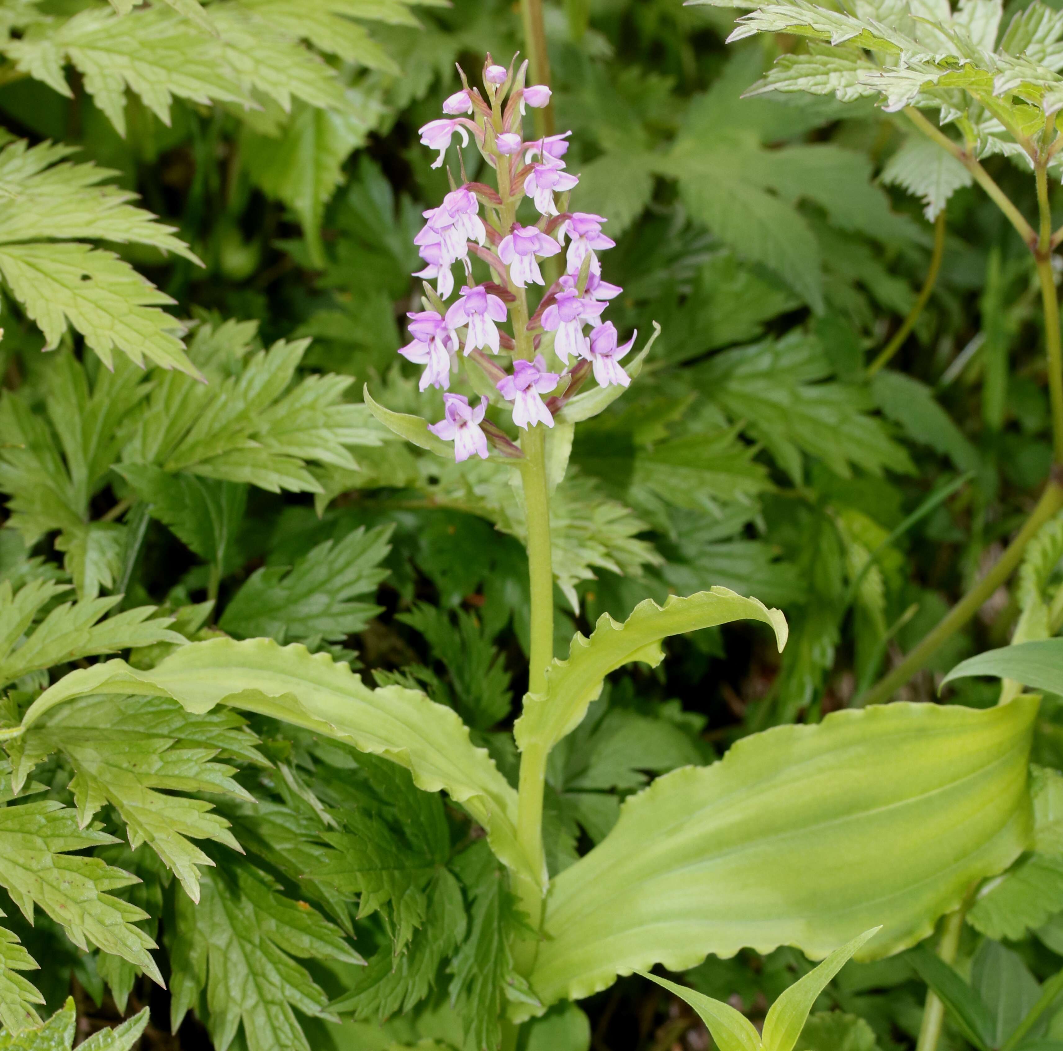 Plancia ëd Galearis camtschatica (Cham.) X. H. Jin, Schuit. & W. T. Jin