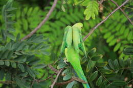 Image of Ring-necked Parakeet