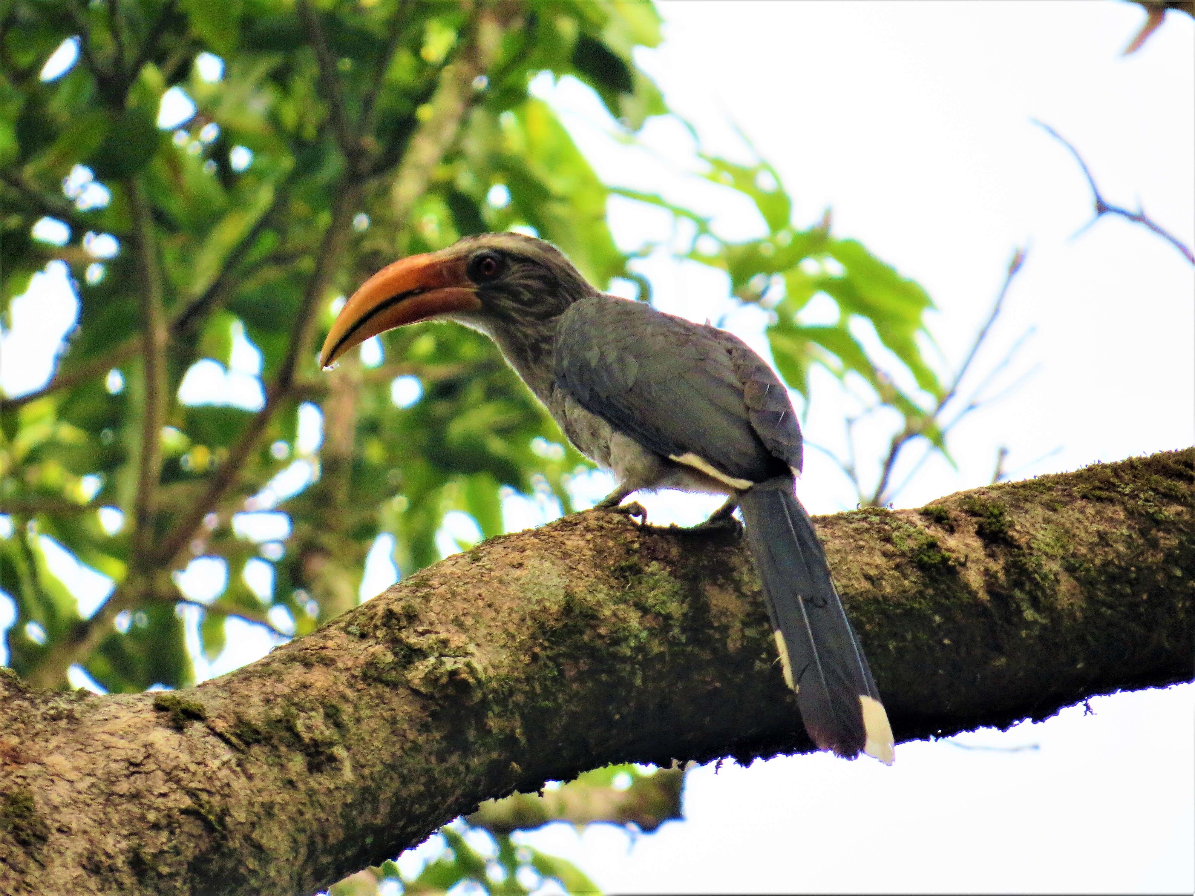 Image of Malabar Grey Hornbill