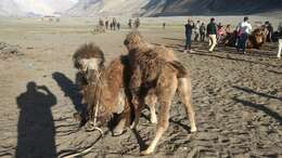 Image of Bactrian camel