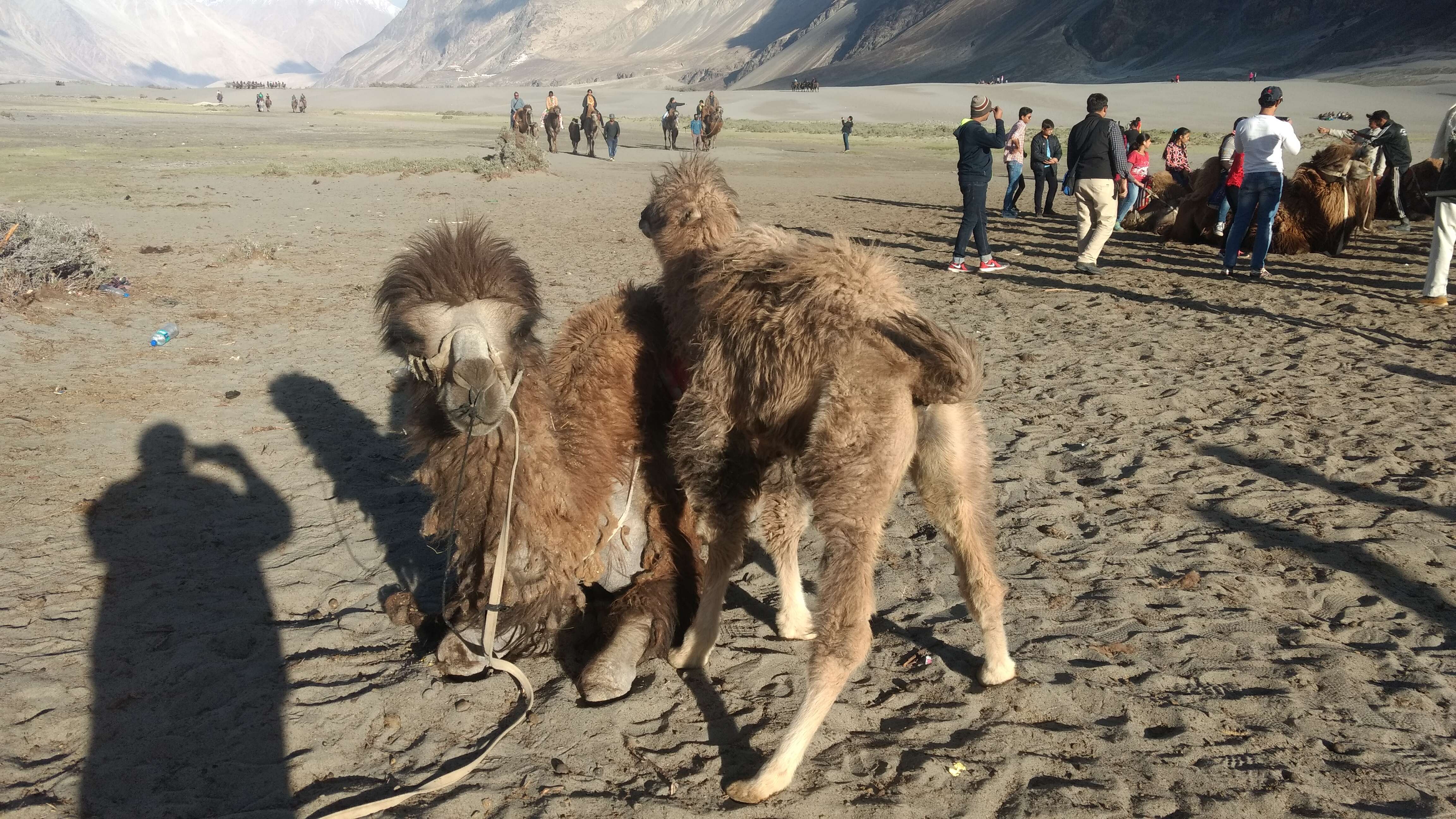 Image of Bactrian camel