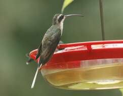 Image of Pale-bellied Hermit