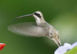 Image of Pale-bellied Hermit