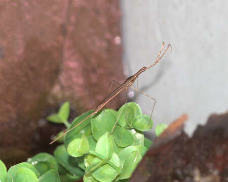 Image of Brown Waterscorpion