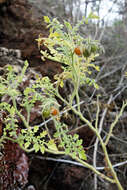 صورة Solanum cheesmaniae (Riley) F. R. Fosberg