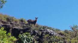 Image of Nilgiritragus Ropiquet & Hassanin 2005