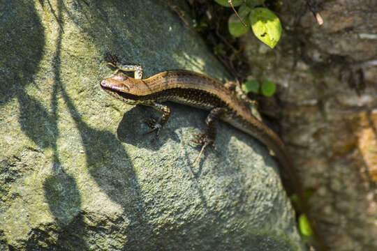 Image of Indian Forest Skink