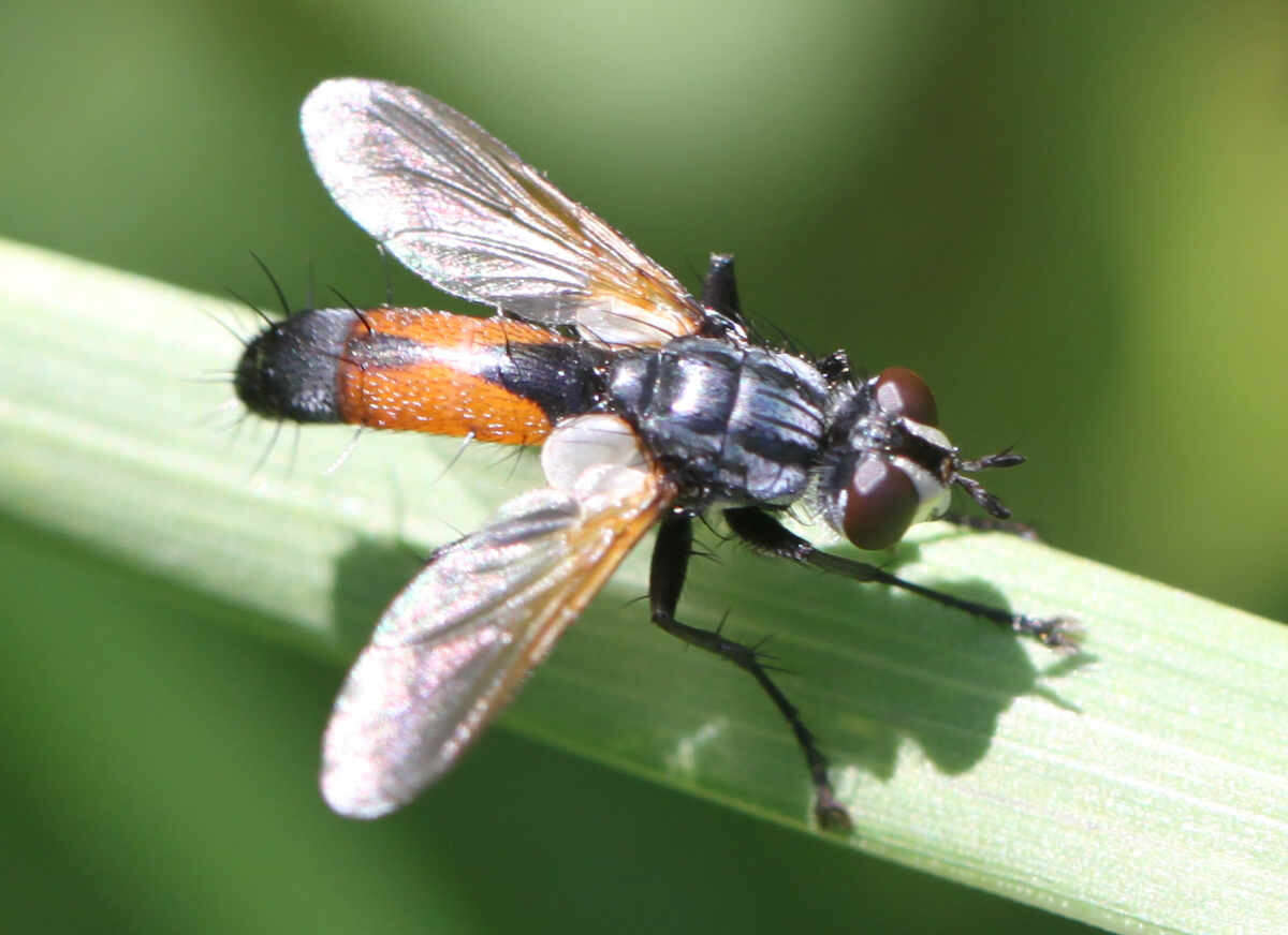 Image of Cylindromyia brassicaria (Fabricius 1775)