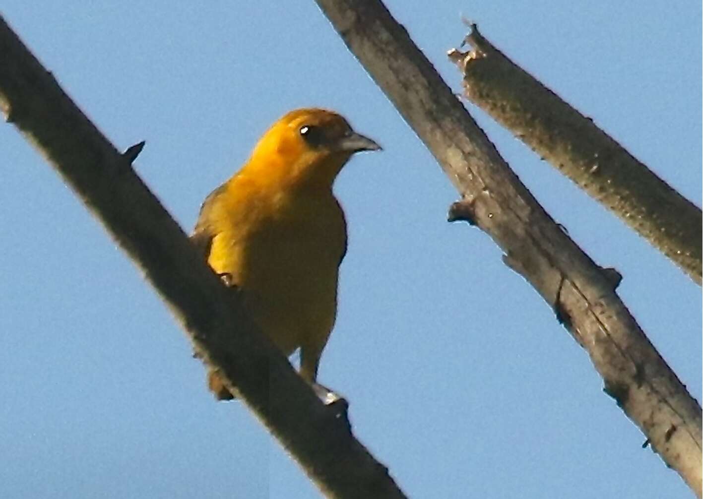 Image of Orange-crowned Oriole