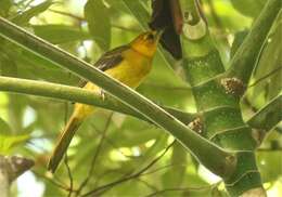 Image of Orange-crowned Oriole