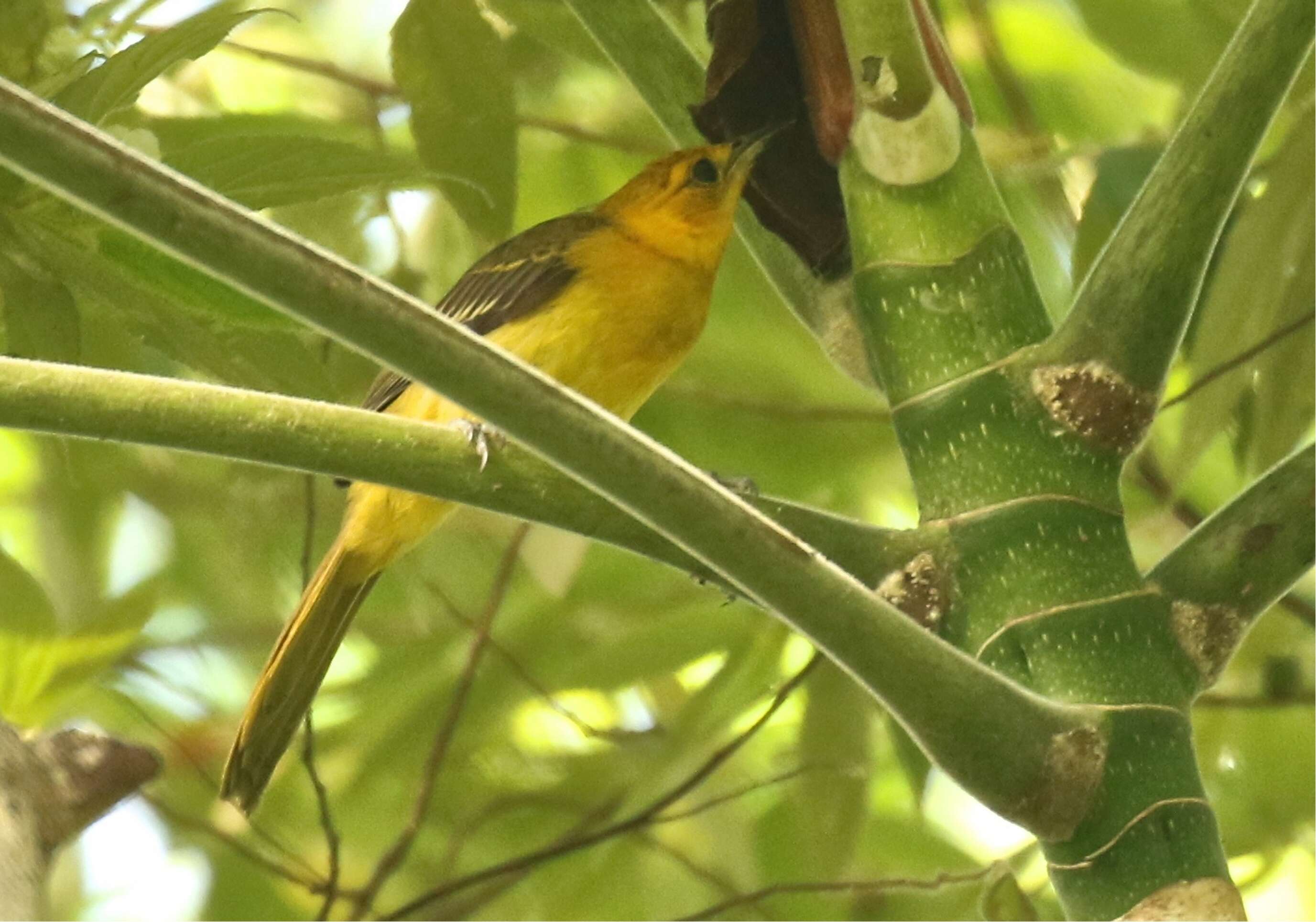 Image of Orange-crowned Oriole