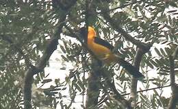 Image of Orange-crowned Oriole