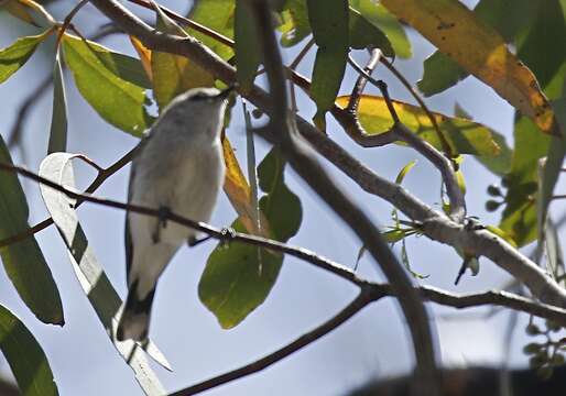 Image of Western Gerygone