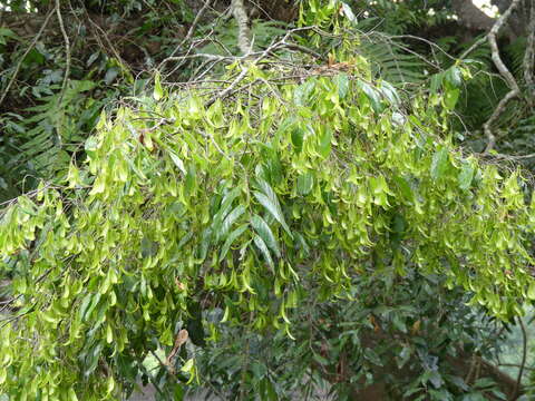 Image of Hopea parviflora Bedd.