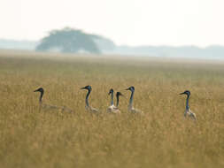 Image of Common Crane