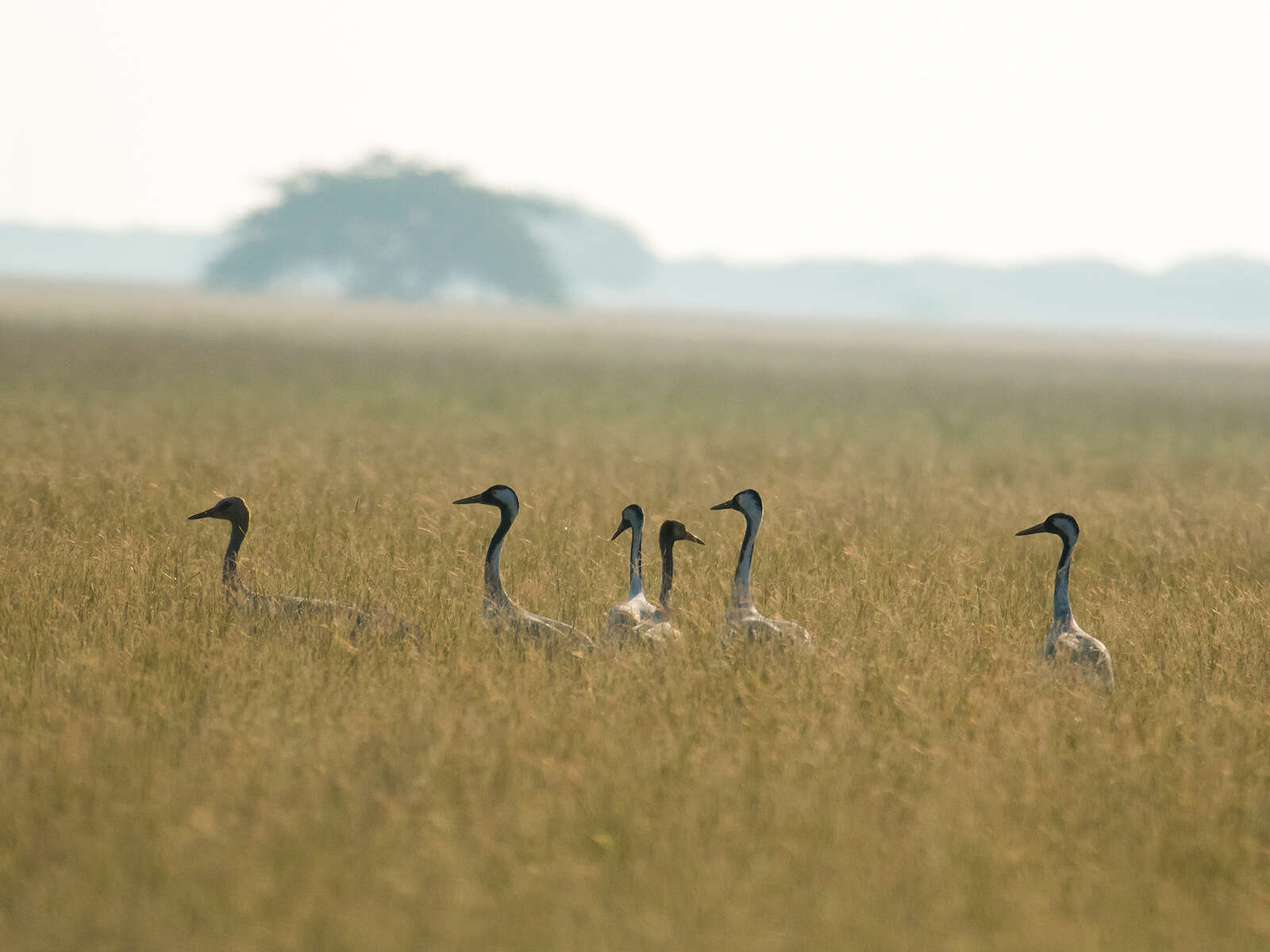 Image of Common Crane