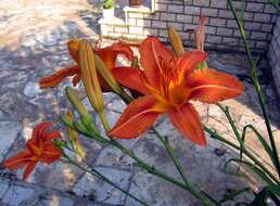 Image of orange daylily