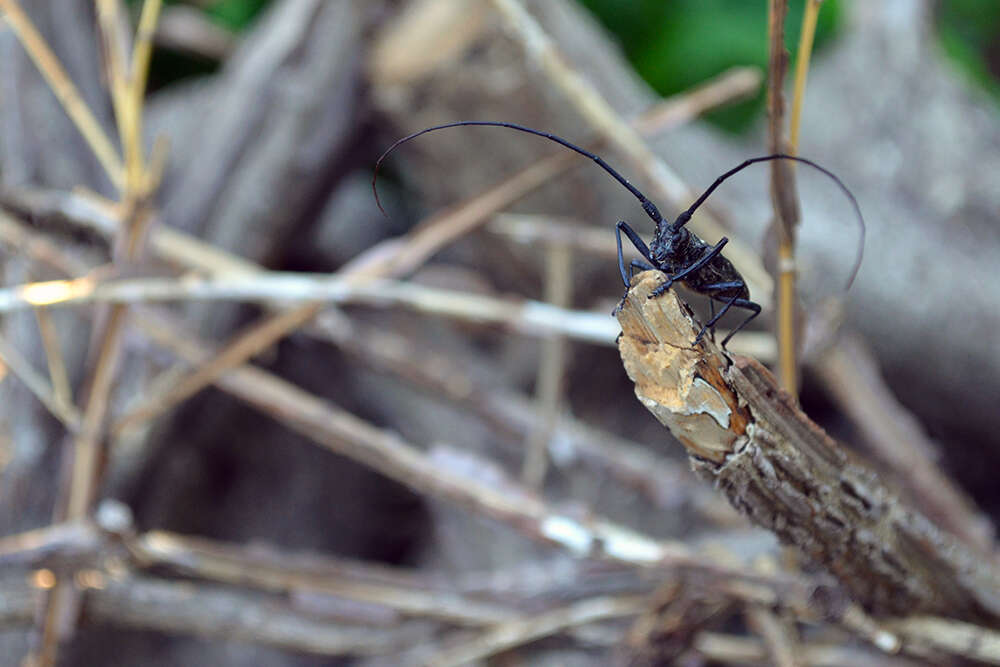 Image of White-spotted Sawyer