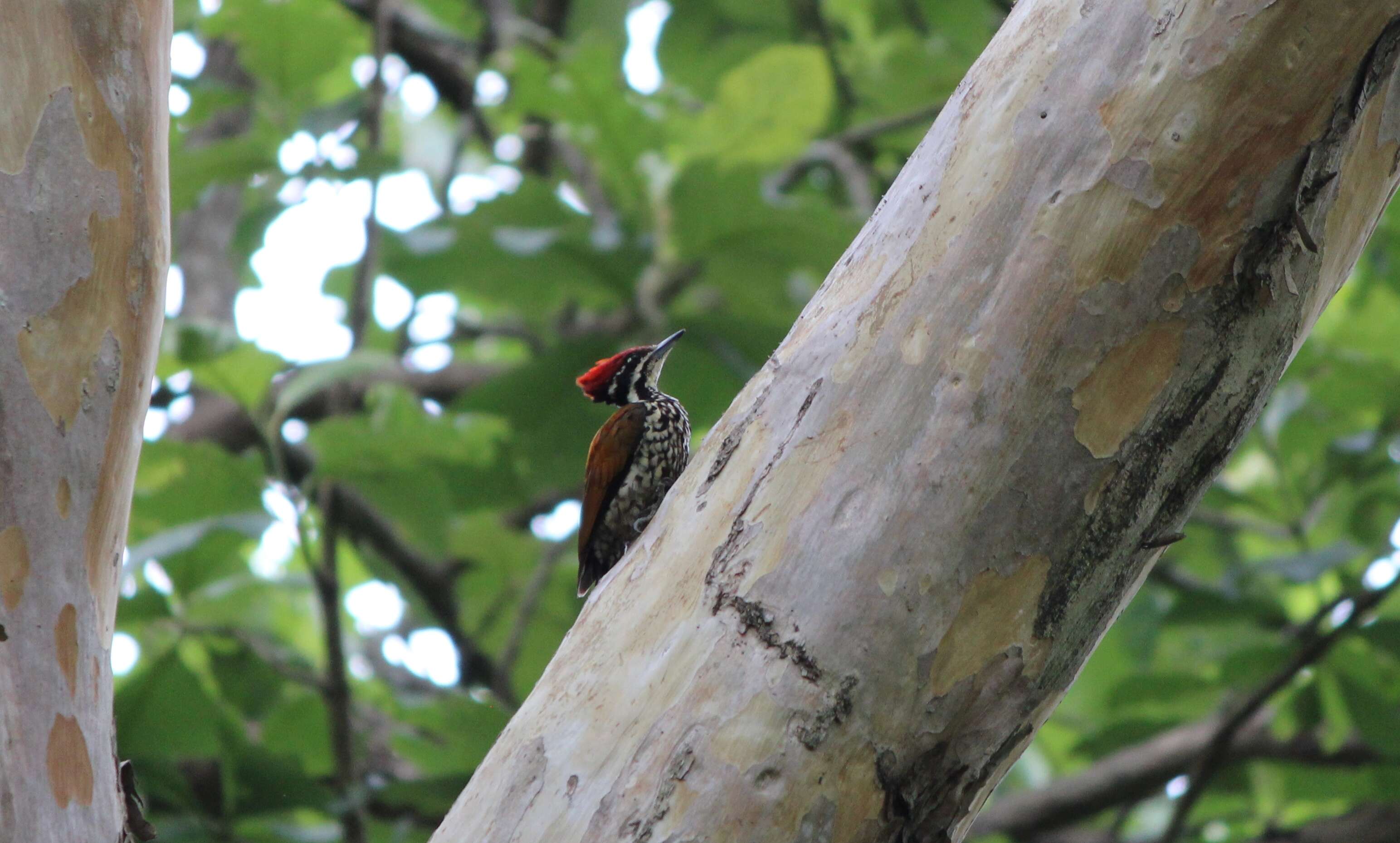 Image of Common Flameback