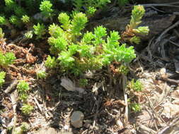 Image of Tasteless Stonecrop