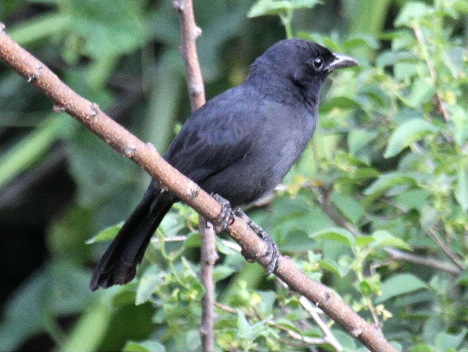 Image of Slate-colored Boubou