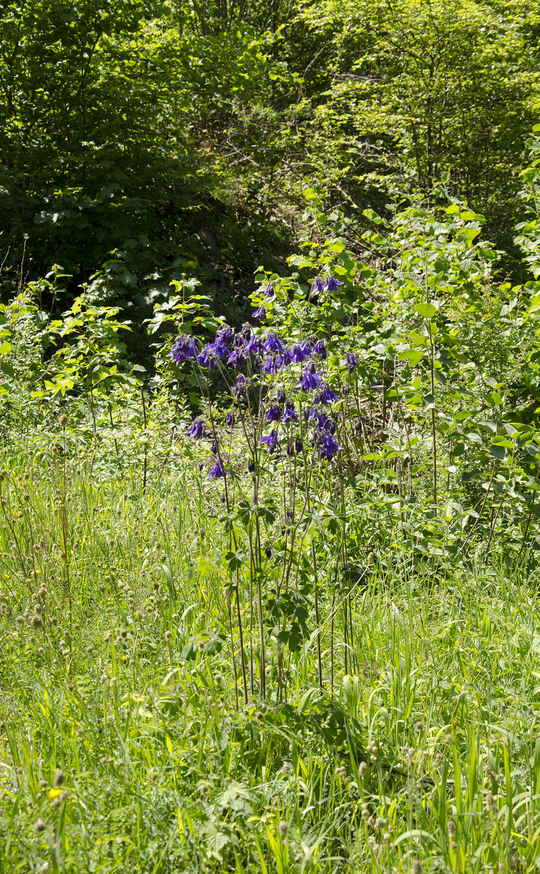 Plancia ëd Aquilegia vulgaris L.