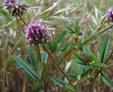 Image of Foothill Clover