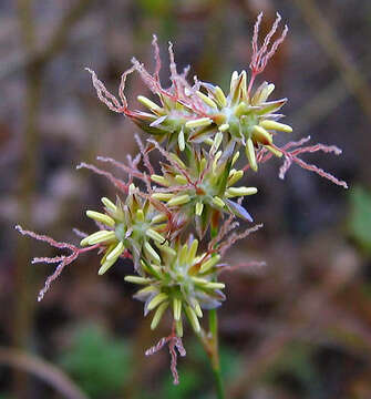 Imagem de Juncus macrophyllus Coville