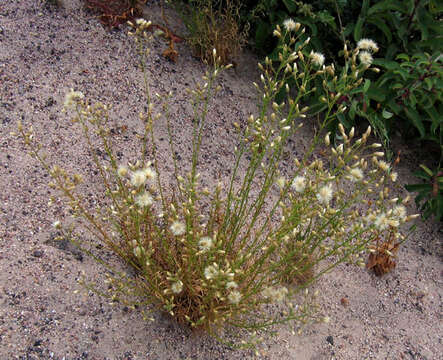 Image of Malibu baccharis