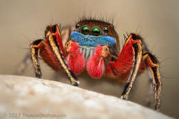 Image of Habronattus americanus (Keyserling 1885)