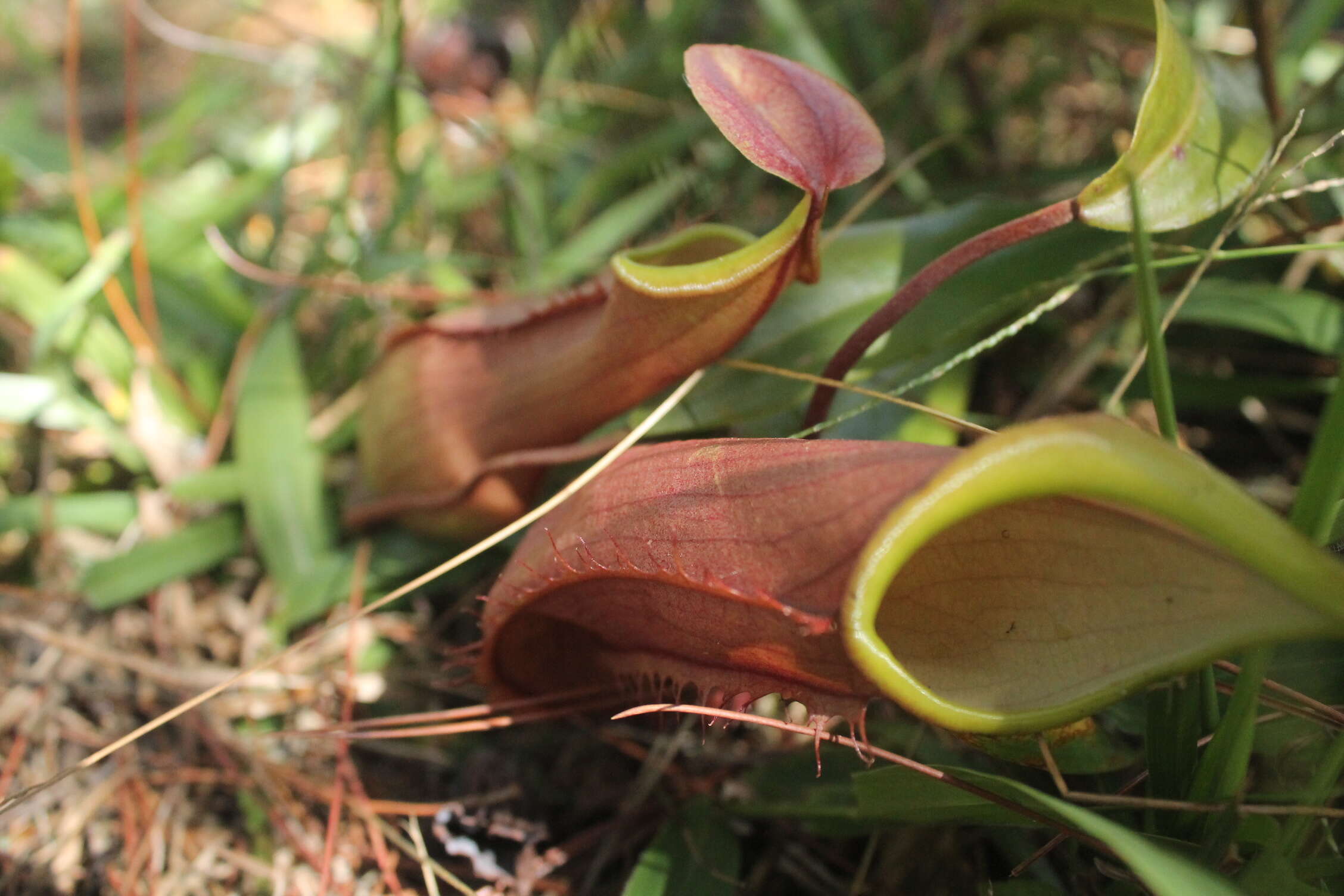 Image of Nepenthes tobaica Danser